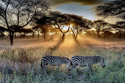 Two zebras in Africa